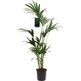 bloomling Kentia palm,  approx. 90-110 cm tall