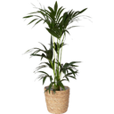 Kentia-Palme inkl. Korbübertopf, Höhe ca. 90-110 cm - 1 Stk.