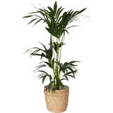 Kentia-Palme inkl. Korb&uuml;bertopf, H&ouml;he ca. 90-110 cm