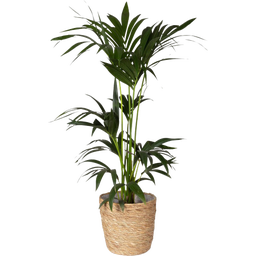 Kentiapalm Inclusief Mand Overpot, Hoogte ca. 90-110 cm - 1 stuk
