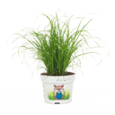bloomling Katzengras ungespritzt - 3er Set