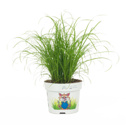 bloomling Katzengras ungespritzt - 3er Set