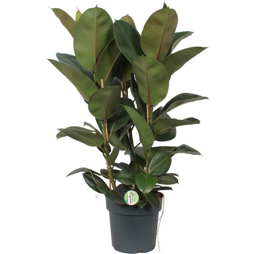 monstera deliciosa white tiger RP89-5 Monstera Albo White Tiger – Greenspaces.id