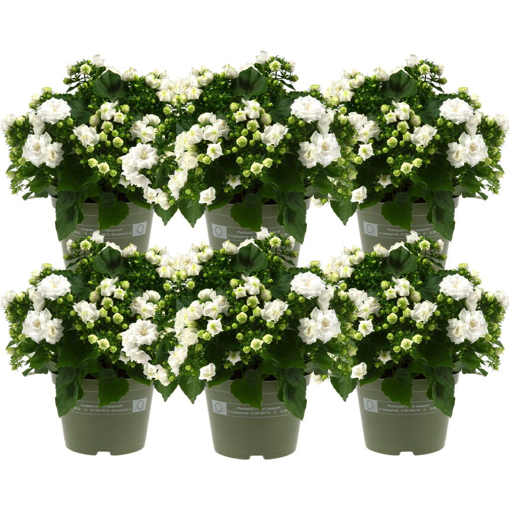 fluorescent bulbs for plants SunBlaster CFL 6400K, 13W