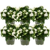 bloomling Glockenblume 'Like Mee' - 6er-Set (weiß)