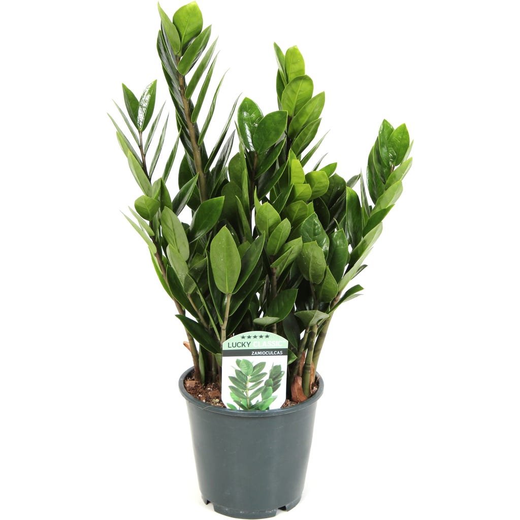 bloomling Glcksfeder, Hhe ca. 45 cm - Bloomling Deutschland