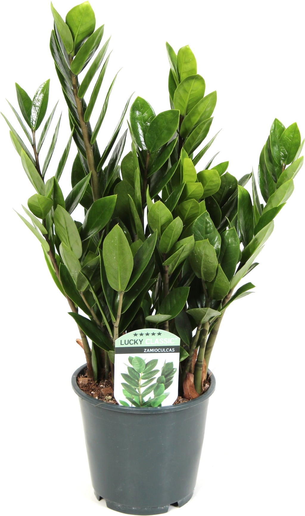 bloomling Zamioculcas, Hauteur env. 45 cm - 1 pcs