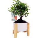 bloomling Bonsai, Höhe ca. 35 cm - 1 Stk.