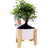 bloomling Bonsai,  approx. 35 cm tall