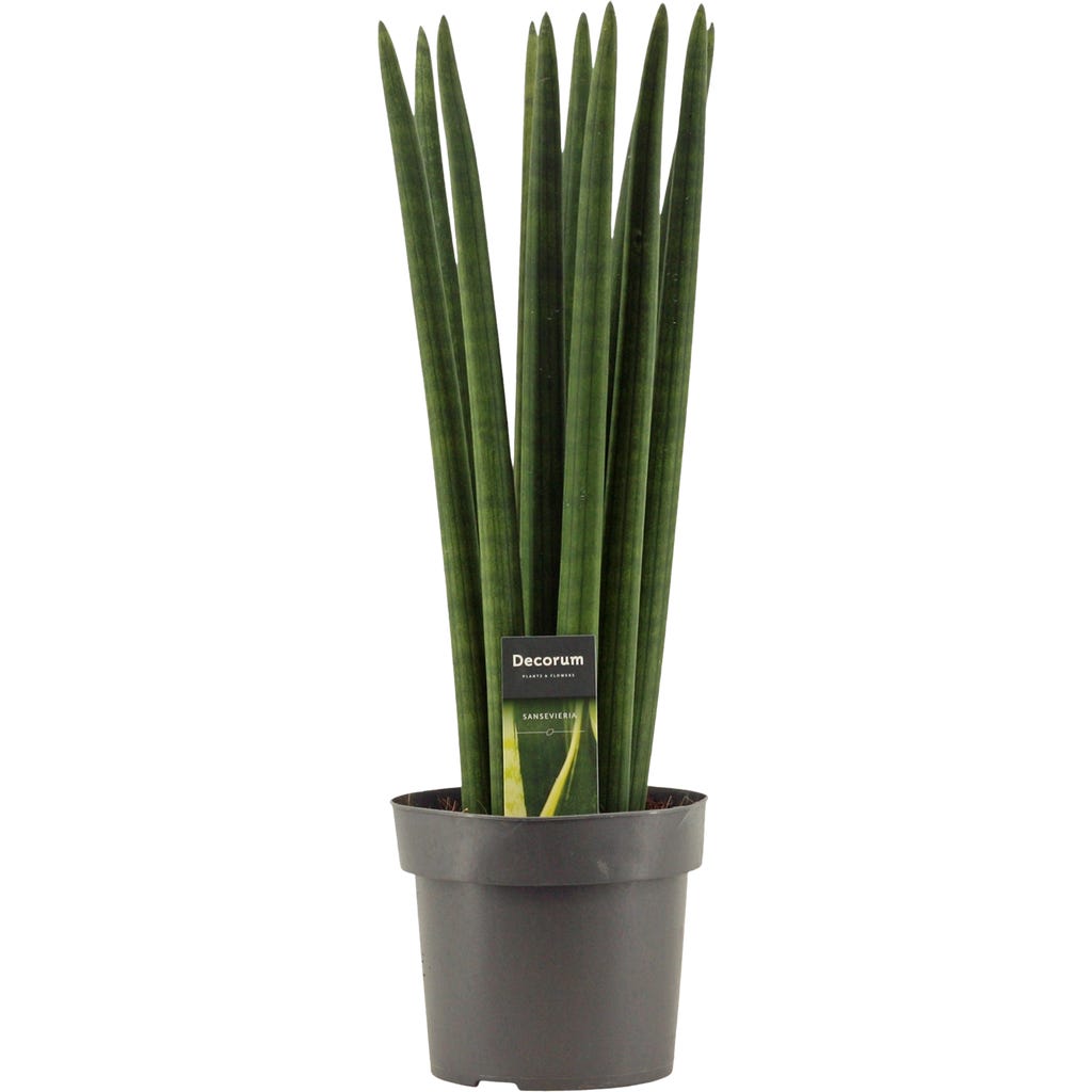 bloomling Bogenhanf 'Straight', Hhe ca. 60 cm - Bloomling Schweiz