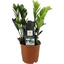 Glücksfeder 'Raven' - Schwarz, Höhe ca. 40 cm - 1 Stk.