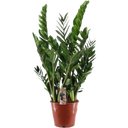 bloomling Glücksfeder, Höhe ca. 90 cm - 1 Stk.