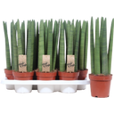 bloomling Bogenhanf 'Straight', Höhe ca. 50 cm - 1 Stk.