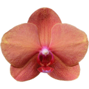bloomling Schmetterlings-Orchidee 'Surf Song'