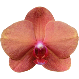 bloomling Schmetterlings-Orchidee 'Surf Song'