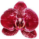 Schmetterlings-Orchidee 'Eduction' - 2 Rispen