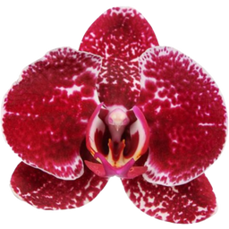 Schmetterlings-Orchidee 'Eduction' - 2 Rispen