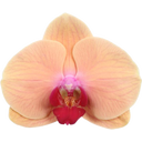 bloomling Schmetterlings-Orchidee 'Bogen lachs'