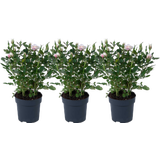 bloomling Zwergrose 'Pia' - 3er-Set