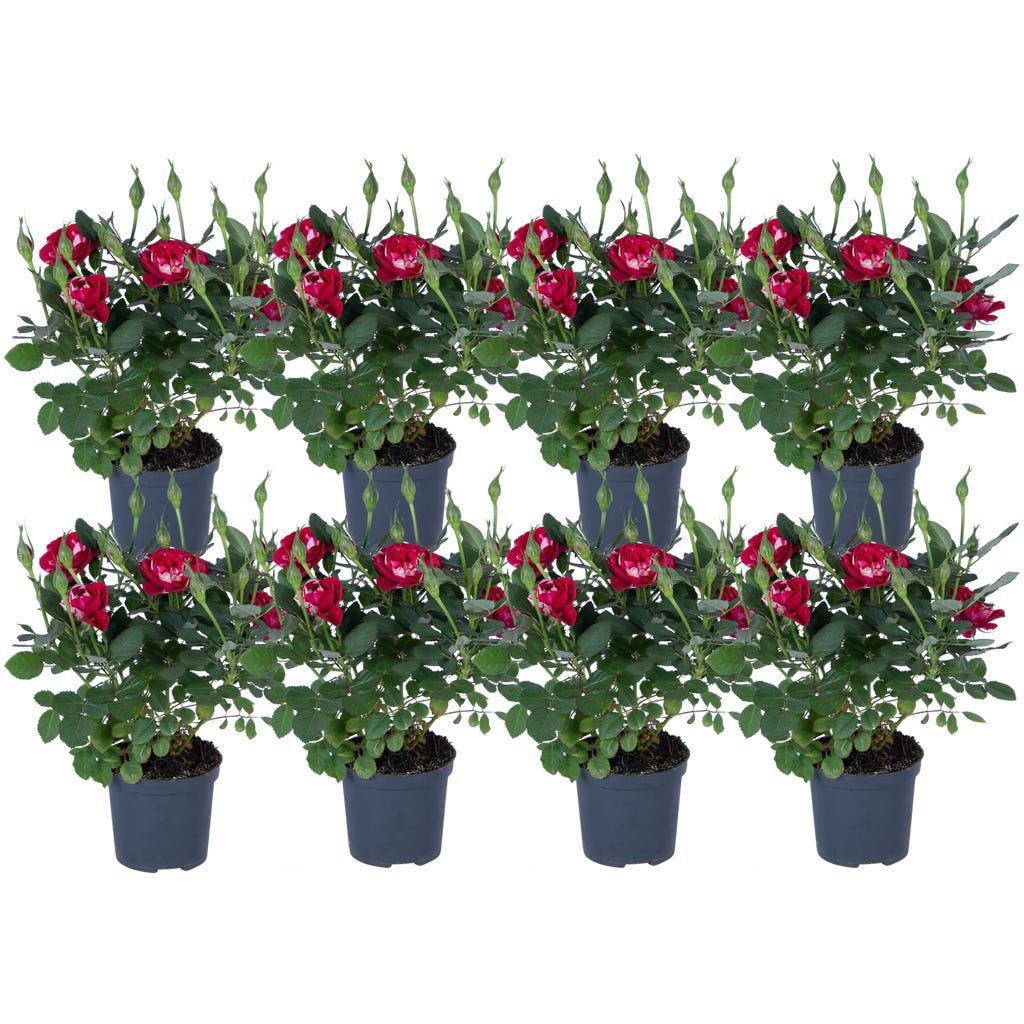 bloomling Mini-Zwergrose 'Gigi' - 8er-Set, 1 Set - Bloomling Deutschland