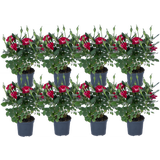 bloomling Mini-Zwergrose 'Gigi' - 8er-Set