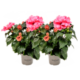 Zimmer-Hibiscus - Double Pink HibisQs® - 2er Set