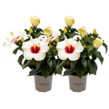 bloomling Zimmer-Hibiscus - Weiß- 2er Set