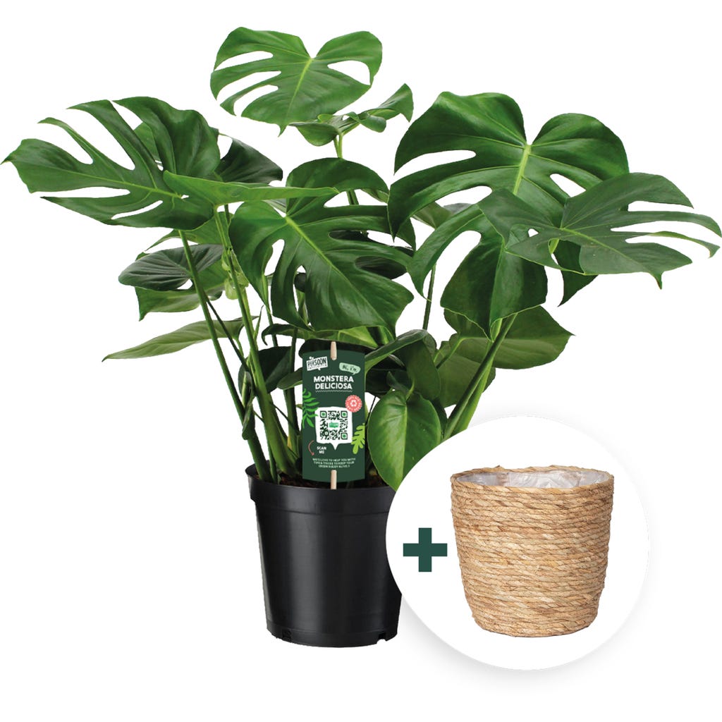 bloomling Monstera - Fensterblatt inkl. Korbbertopf, Hhe ca. 70-80 cm -  Bloomling