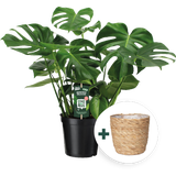 Monstera - Swiss Cheese Plant with Basket Planter,  approx. 70-80 cm tall