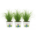 bloomling Katzengras ungespritzt - 3er Set