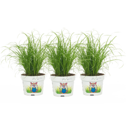 bloomling Katzengras ungespritzt - 3er Set