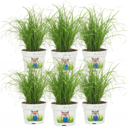 bloomling Katzengras ungespritzt - 6er Set