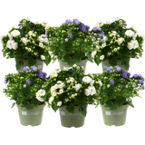 Glockenblume 'Like Mee' - 6er Set (blau/weiß)