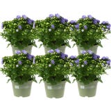 bloomling Glockenblume 'Like Mee' - 6er-Set (blau)
