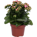 bloomling Flaming Katy, set of 6 - Pink-White