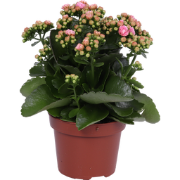 bloomling Flaming Katy, set of 6 - Pink-White