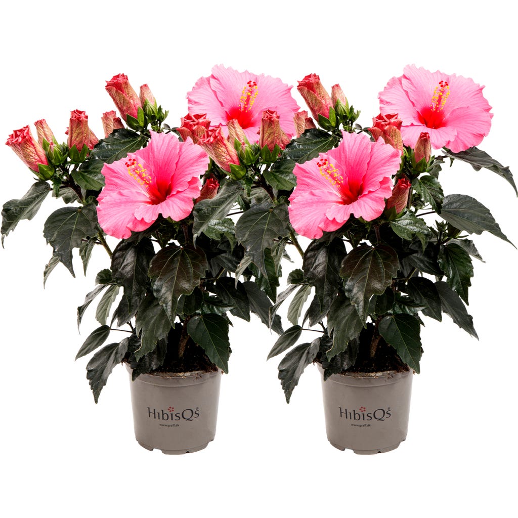 bloomling Zimmer-Hibiscus - Juno Pink HibisQs - 2er Set, 1 Set - Bloomling  Deutschland
