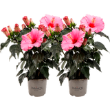 Zimmer-Hibiscus - Juno Pink HibisQs® - 2er Set