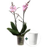 Schmetterlings-Orchidee 'Light Pink' inkl. Keramik-&Uuml;bertopf