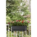 elho barcelona Balcony Box Coaster 50cm - Anthracite