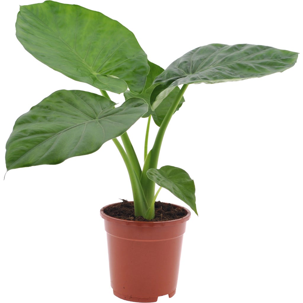 6 in snake plant Sansevieria Black Coral, 6" Plant