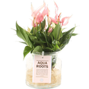 bloomling Flamingoblume in Glasvase Ø 12 cm - Lilli Rosa