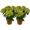 bloomling Hortensie 5+ Dolden - 2er Set - Blau