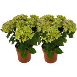 bloomling Hortensie 5+ Dolden - 2er Set - Blau
