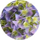bloomling Hortensie 5+ Dolden - 2er Set - Blau