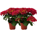 bloomling Hortensie 5+ Dolden - 2er Set - Rot