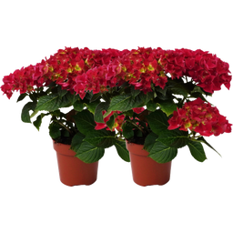 bloomling Hortensie 5+ Dolden - 2er Set - Rot