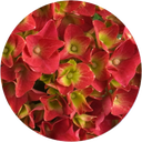 bloomling Hortensie 5+ Dolden - 2er Set - Rot