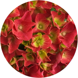 bloomling Hortensie 5+ Dolden - 2er Set - Rot