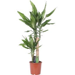 Duftender Drachenbaum 'Steudneri' - Höhe ca. 75 cm - 1 Stk.
